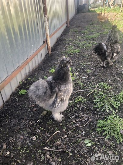 Китайские шелковые петушки