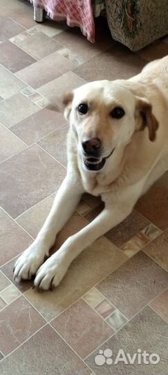 Собака в добрые руки отдам бесплатно