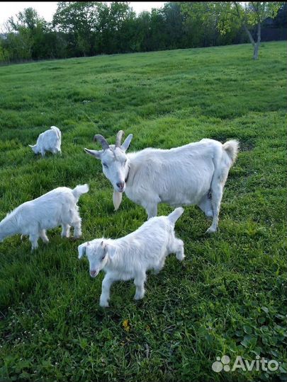 Козлята