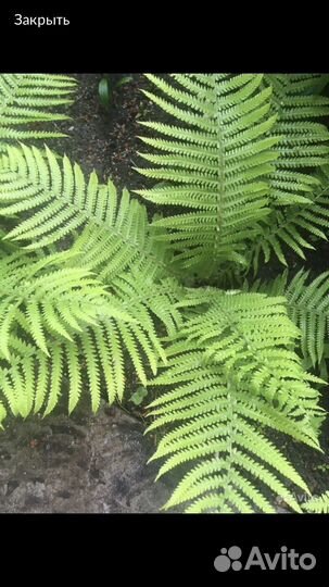 Папоротник