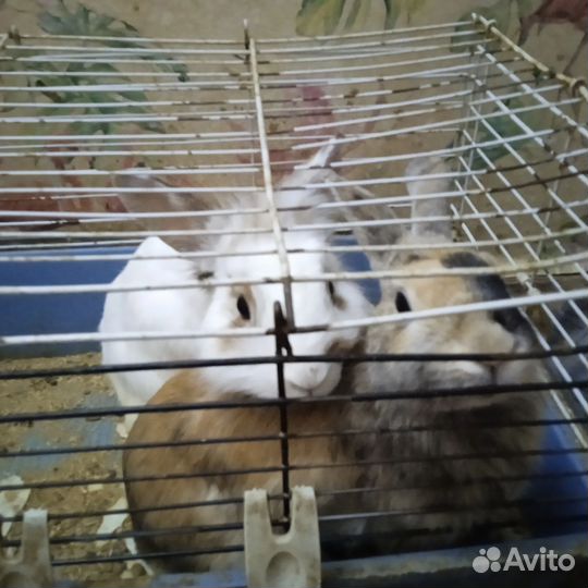 Декоративные кролики