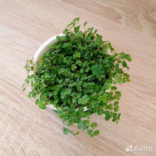 Солейролия (гелксина). Комнатные цветы