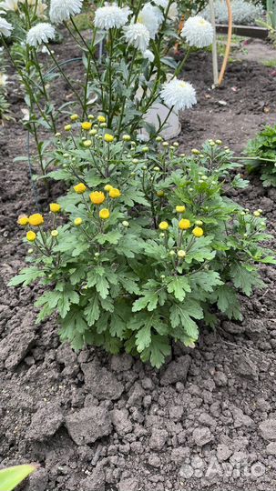 Хризантема корейская желтая