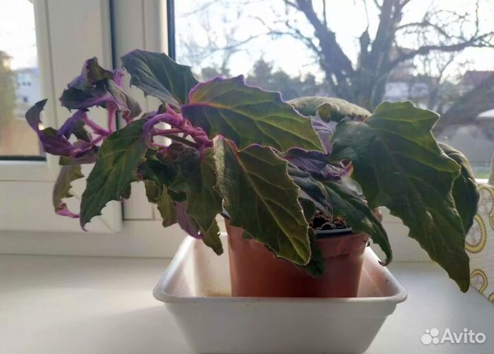 Гинура Красивый молодой вьющийся цветок фиолетовый