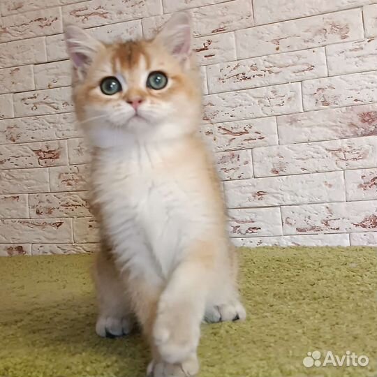 Британская золотая шиншилла кот
