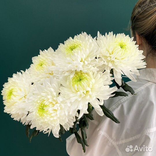 Хризантема