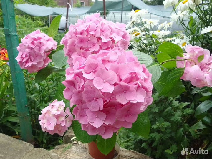 Гортензия крупнолистная в горшке
