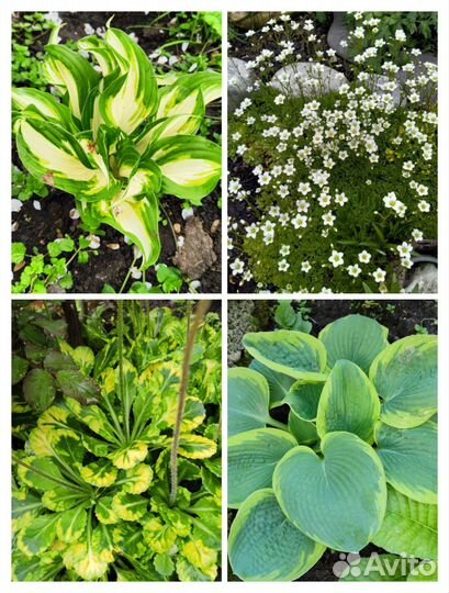 Растения и цветы многолетние (саженцы)