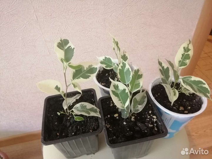 Фикус комнатные цветы