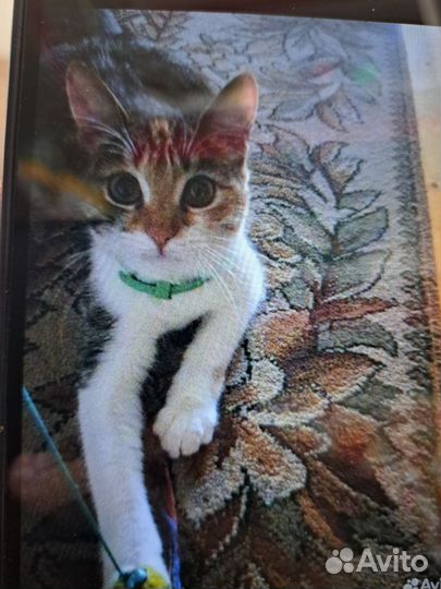 Кошки в добрые руки бесплатно