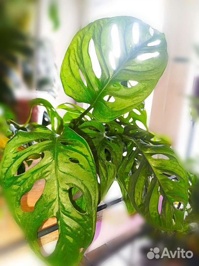 Монстера Манки маск