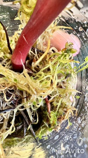 Комнатные растения/ цветы