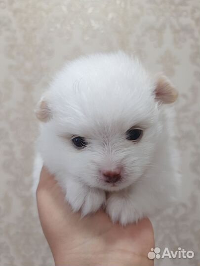 Немецкий малый шпиц