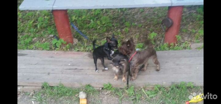 Домашняя передержка