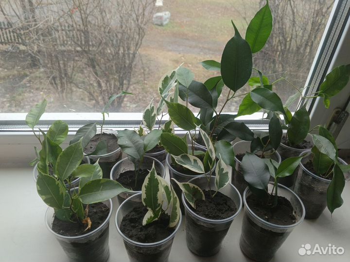 Фикус бенджамина