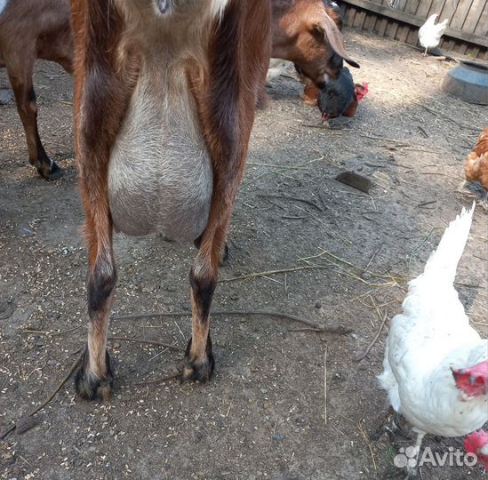 Англо нубийские козочки