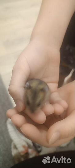 Джунгарский хомяк