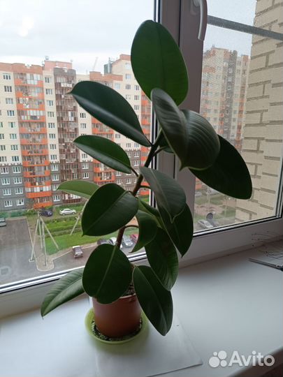 Фикус каучуконосный