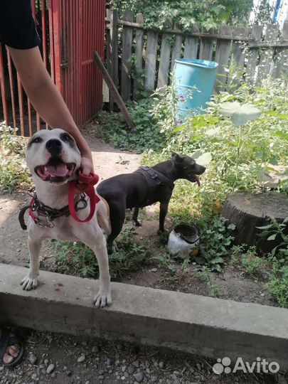 Вязка стаффордширский терьер