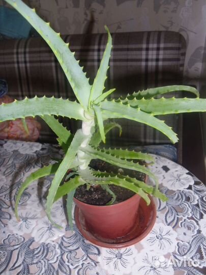 Алое (Столетник лекарственный)