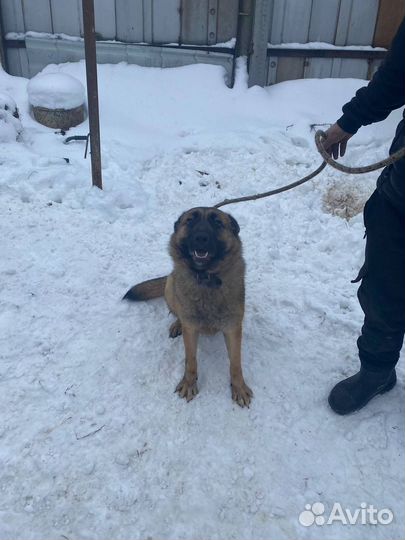 Собака в добрые руки отдам бесплатно