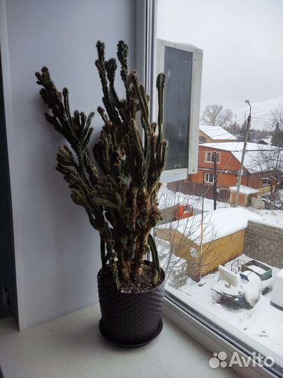 Большой кактус