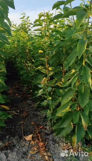 Саженцы черешни и вишни