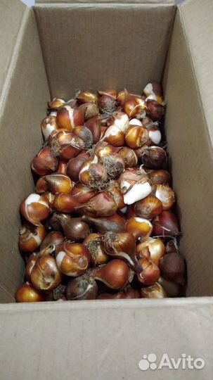 Луковицы тюльпанов