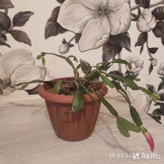 Комнатные растения