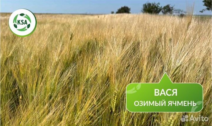 Озимый ячмень 