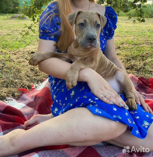 Американский булли