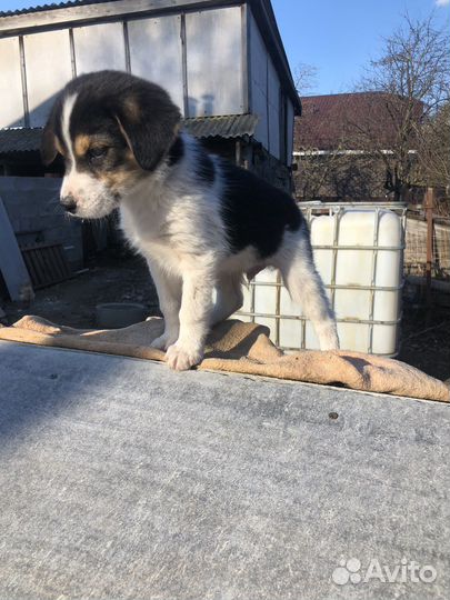 Отдам в добрые руки