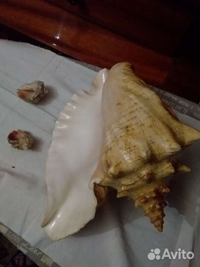 Морские ракушки раковины