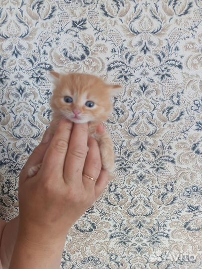 Котята в добрые руки мальчики