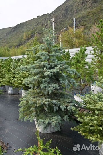 Голубая ель