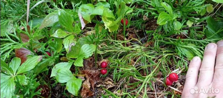 Сироп клоповки(красники) 0,5л