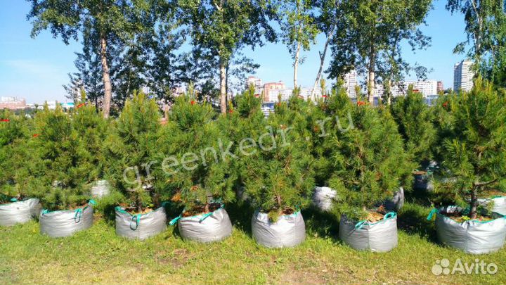 Саженцы Кедр Сибирский 130-170см Премиум класс