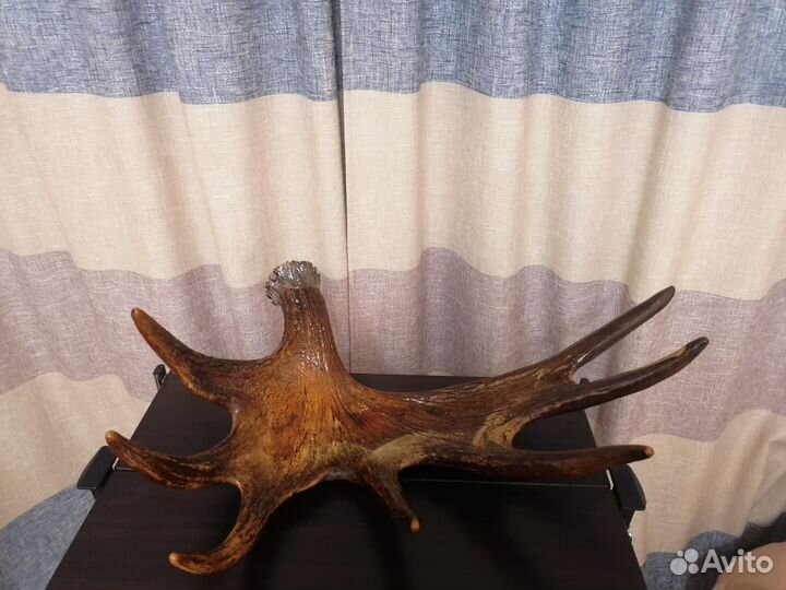 Продам рога карельского лося