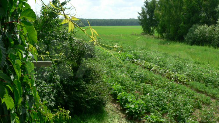 Участок 25 сот. (ИЖС)