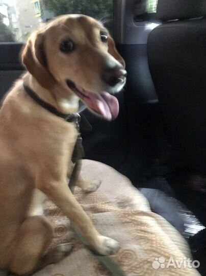 Собака В добрые руки