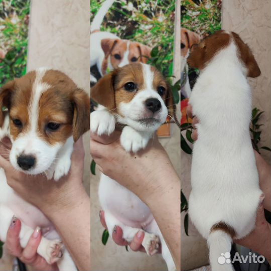 Продажа щенков Джек-рассел-терьер