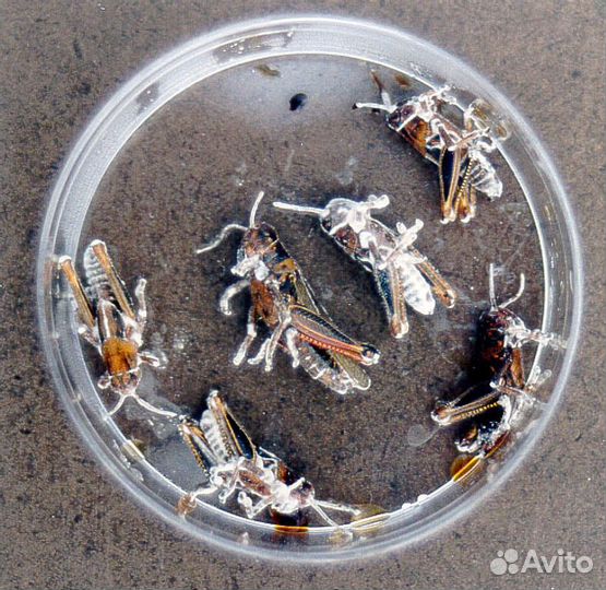 Боверия боссиана, Кордицепс против насекомых