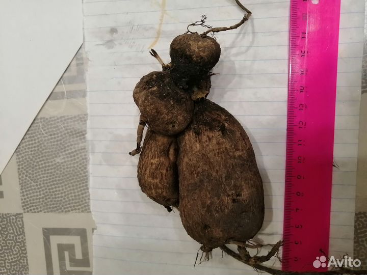 Георгины клубни