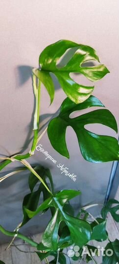 Сциндапсус Treubii dark form variegated