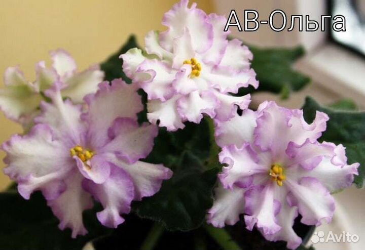 Сортовые фиалки