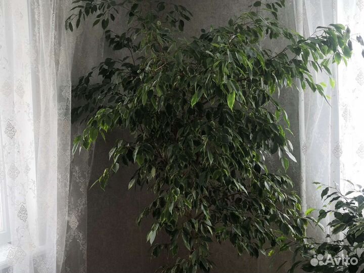 Фикус Бенджамина