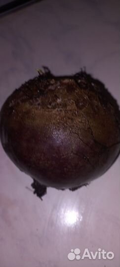 Свекла столовая красная