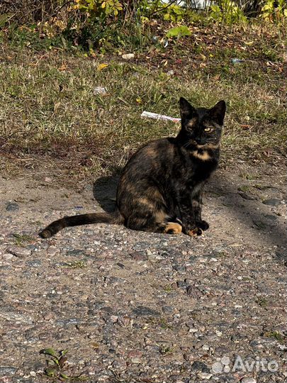 Кошка в дар бесплатно