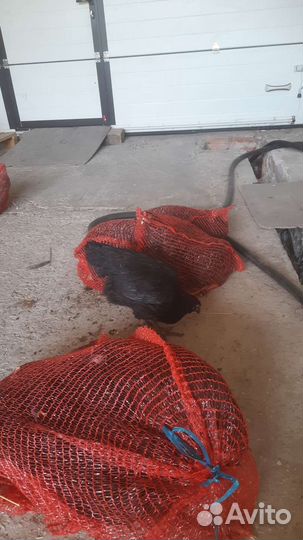 Несушки доминанты