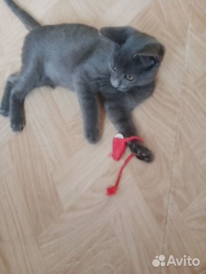 Котенок ищет дом